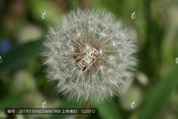 蒲公英