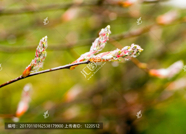 春天的花蕾-匯圖網(wǎng) www.fosd68.com 春天的花蕾