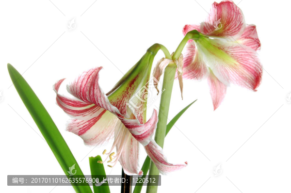 莉莉