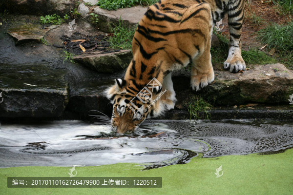 老虎