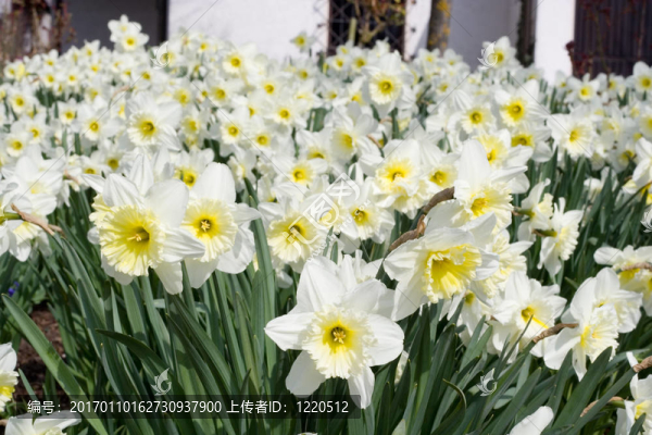 水仙花