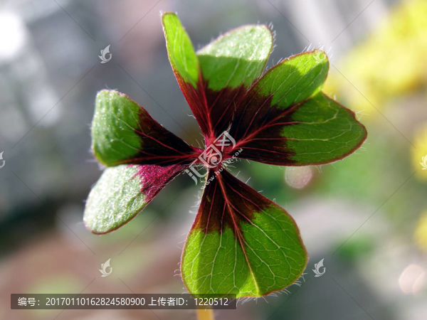 三葉草