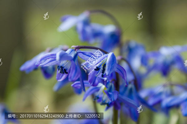 藍(lán)色的花