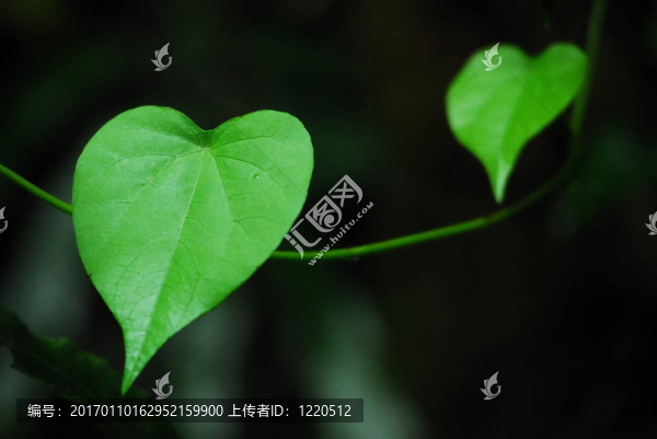 葉