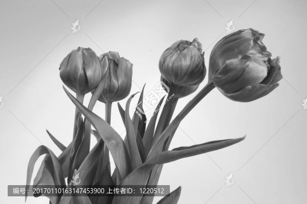郁金香bouque,B