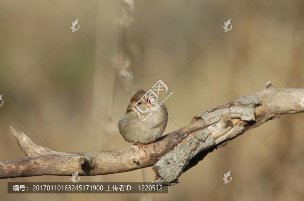 麻雀