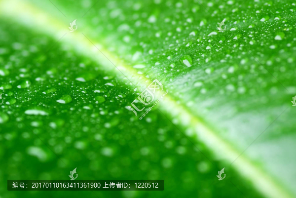 水滴的綠葉
