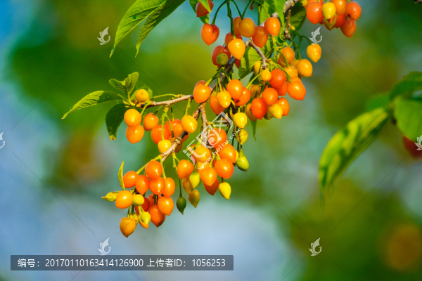 櫻桃樹