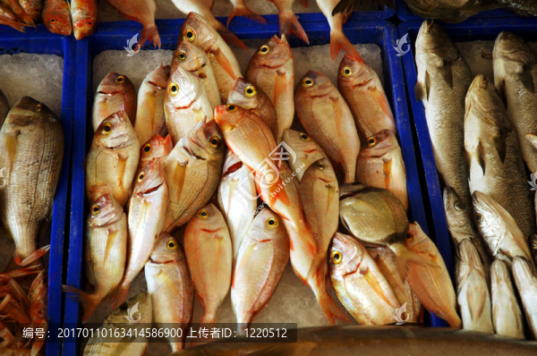 在K,FishMarket魚