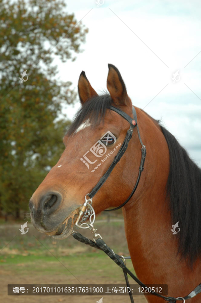 棕色阿拉伯馬頭-匯圖網(wǎng) www.fosd68.com 棕色阿拉伯馬頭