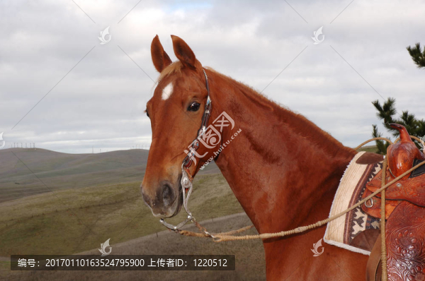 騎乘馬