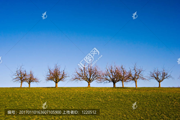 樹(shù)在草地-匯圖網(wǎng) www.fosd68.com 樹(shù)在草地