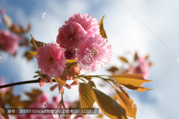 櫻花