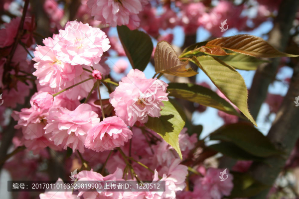 櫻花