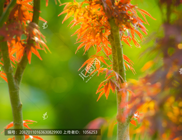 紅葉