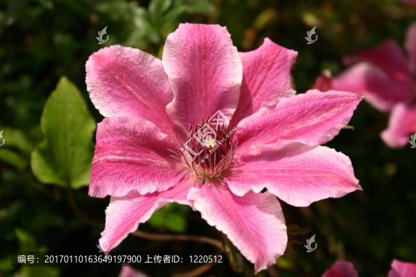 鐵線蓮醫(yī)生Ruppel