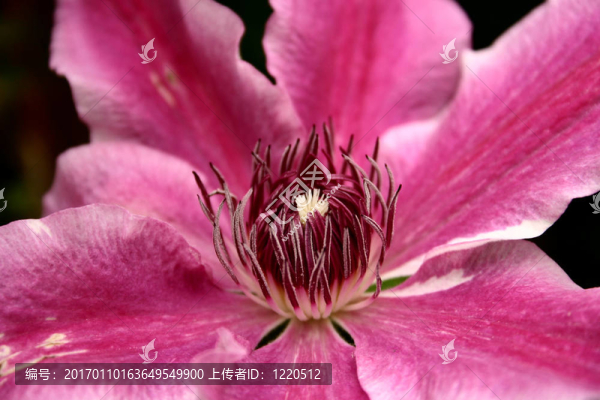 鐵線蓮醫(yī)生Ruppel
