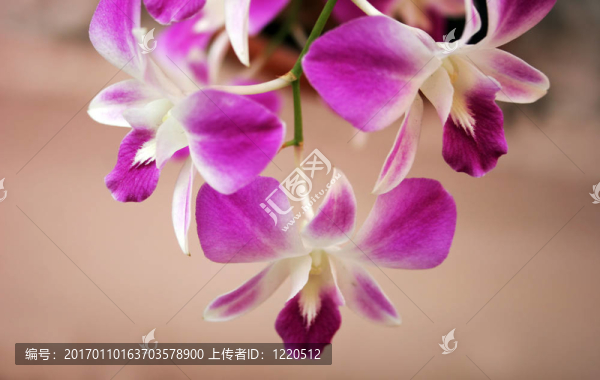 泰國蘭花