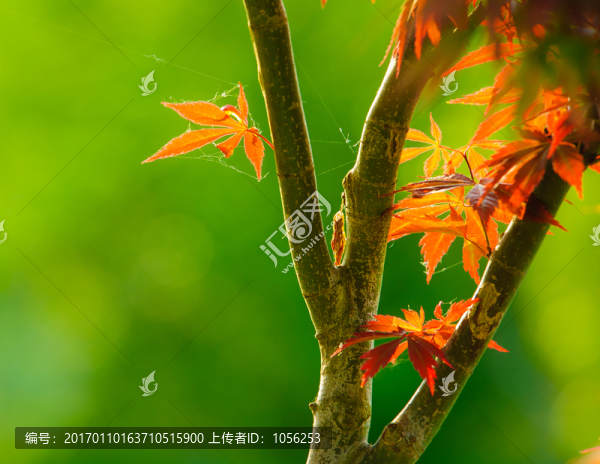 紅葉