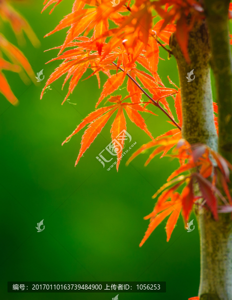 紅葉-匯圖網(wǎng) www.fosd68.com 紅葉