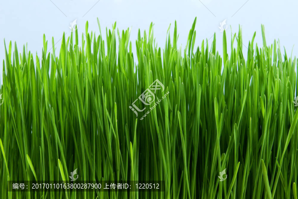 草-匯圖網(wǎng) www.fosd68.com 草