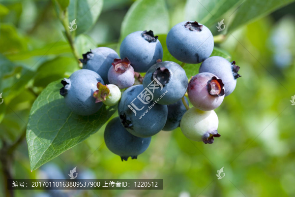 藍莓
