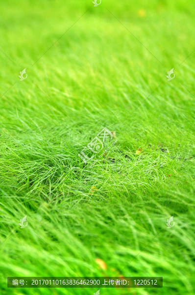 綠草（淺自由度）