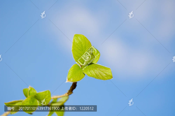 藍天上的年輕葉子