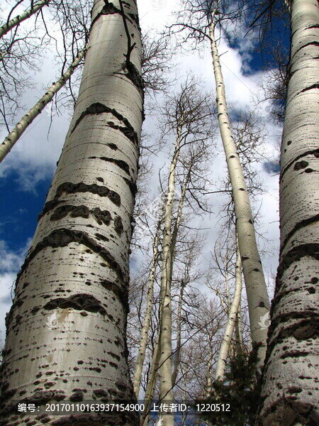 休眠的白楊I(lǐng)V