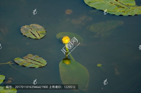 蓮花