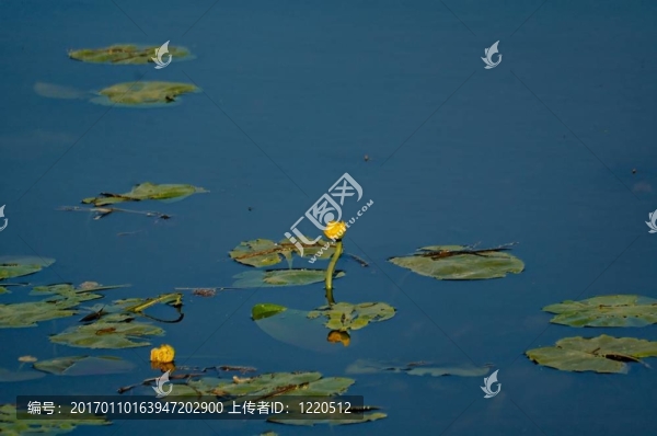 蓮花-匯圖網(wǎng) www.fosd68.com 蓮花