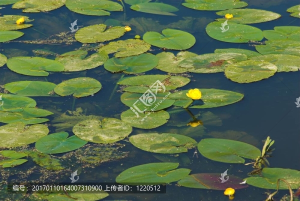 蓮花