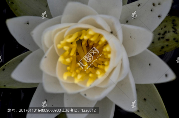 蓮花