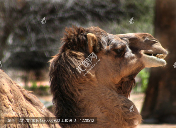 駱駝咀嚼-匯圖網(wǎng) www.fosd68.com 駱駝咀嚼