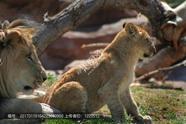 大公獅與獅子幼崽