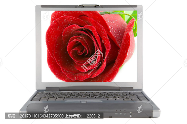 筆記本電腦的玫瑰
