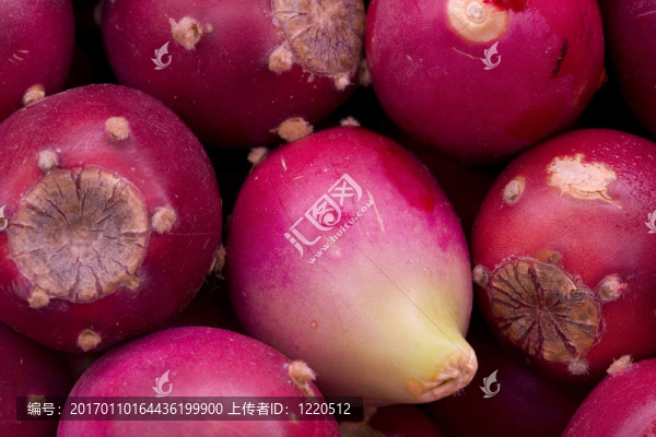 多刺的泥炭