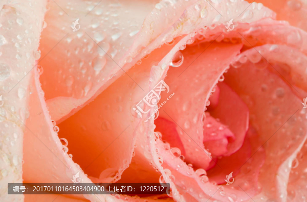 粉紅色的玫瑰花蕾