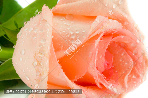 粉紅色的玫瑰花蕾