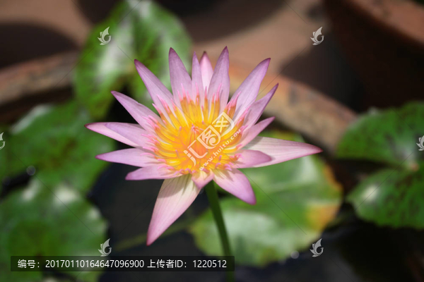 粉紅睡蓮