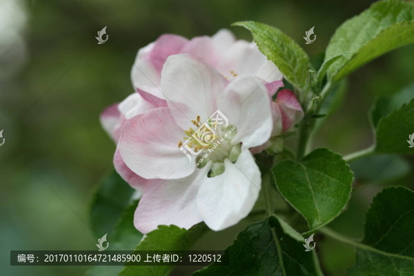 蘋(píng)果花