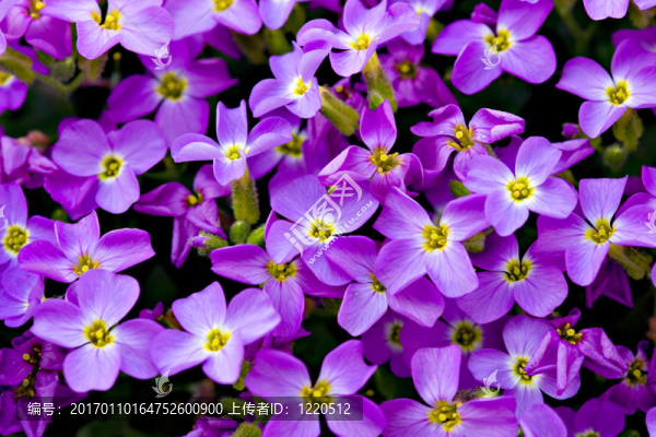 紫羅蘭花的背景