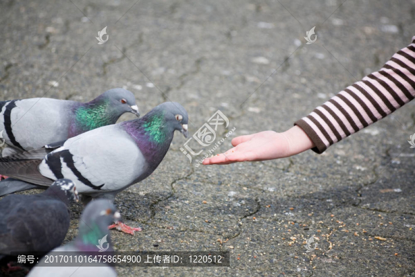喂鴿子