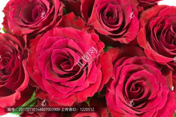 紅玫瑰