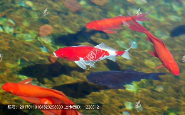 錦鯉