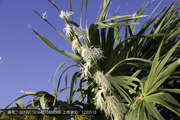 棕櫚樹-匯圖網(wǎng) www.fosd68.com 棕櫚樹