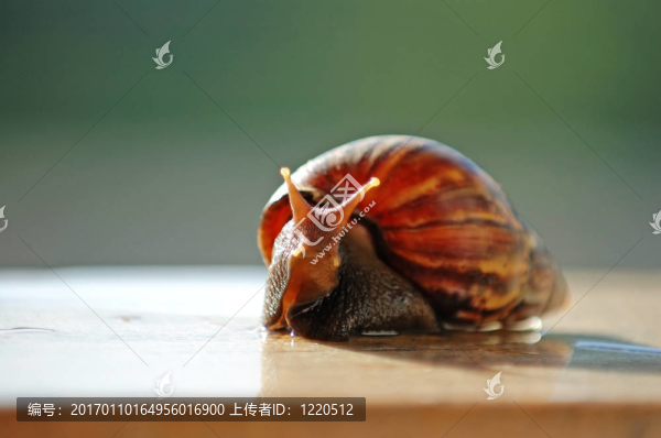 棕色的蝸牛