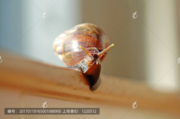 一個(gè)滑的蝸牛
