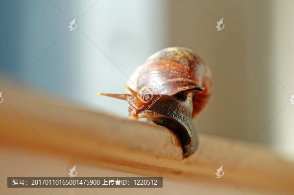一個(gè)滑的蝸牛