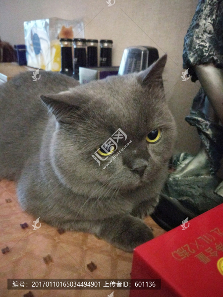 超萌英短貓?zhí)貙? title=